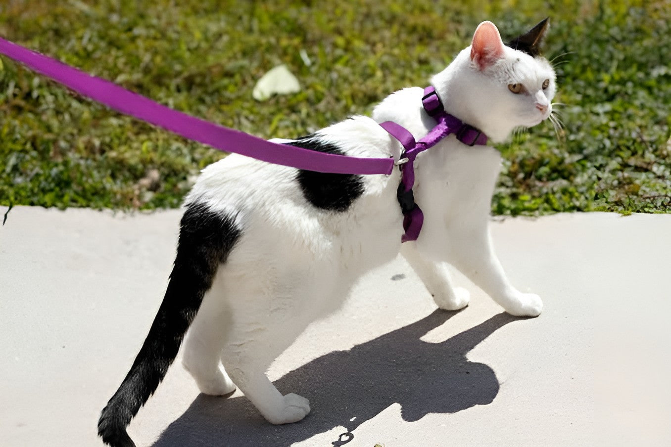 Reliable Pet Leashes For Daily Walks